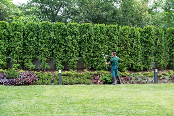 Leaf Removal in Oregon, IL