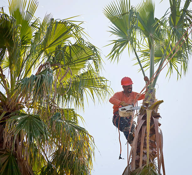  Oregon, IL Tree Services Pros