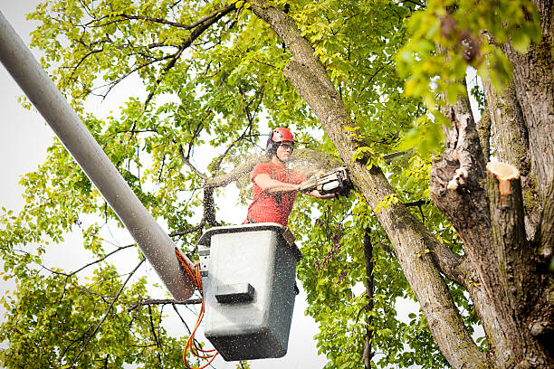 How Our Tree Care Process Works  in  Oregon, IL